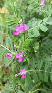 klein Rosa Wicke Blumensamen zur Aussaat – Traditionssorte ohne Gentechnik biologisch Garten Samen – leuchtend Blüten Keimung