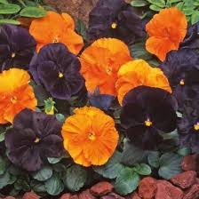 Halloween mix pansy for anpflanzung in blume bed