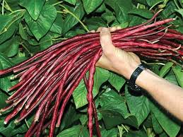 Maroon Yardlong Bean Samen zum Pflanzen