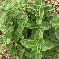 Zaatar Oregano Samen fuer Gartenanbau
