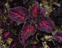 Schwarz Dragon Buntnessel Blumensamen zur Aussaat – lang Blüte Saison – Traditionssorte & ohne Gentechnik Samen Hausgarten