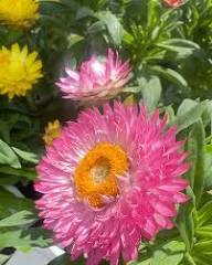 Strawflower Mischung Blumensamen zur Aussaat – ideal Rabatten – Traditionssorte & ohne Gentechnik Samen Hausgarten