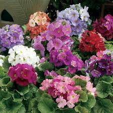Gemischt Schlüsselblume OR Primel Obconica Blumensamen Violett Blumensamen zur Aussaat – lang Blüte Saison – Traditionssorte & ohne Gentechnik Samen Hausgarten