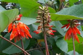Orange Grün Erythrina Blumensamen zur Aussaat – Landhaus Garten wichtig – Traditionssorte & ohne Gentechnik Samen Hausgarten