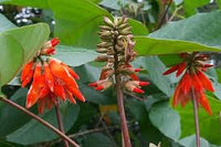 Orange Grün Erythrina Blumensamen zur Aussaat – Landhaus Garten wichtig – Traditionssorte & ohne Gentechnik Samen Hausgarten