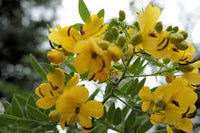 Gelb Cassia Tora Blumensamen zur Aussaat – leuchtend – Traditionssorte & ohne Gentechnik Samen Hausgarten