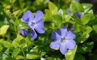Immergrün Minor Blumensamen zur Aussaat – ideal Rabatten – Traditionssorte & ohne Gentechnik Samen Hausgarten