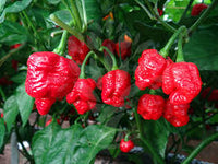 Rot Trinidad Scorpion Samen zum Pflanzen  Hot Pepper Variety