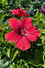 Marron Hibiskus Blumensamen zur Aussaat lang Blüte Saison Traditionssorte & ohne Gentechnik Samen Hausgarten