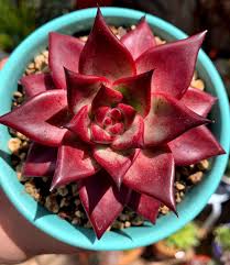 Echeveria Agavoides Romeo Blumensamen zur Aussaat – kompakt Wuchs – Traditionssorte & ohne Gentechnik Samen Hausgarten