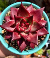Echeveria Agavoides Romeo Blumensamen zur Aussaat – kompakt Wuchs – Traditionssorte & ohne Gentechnik Samen Hausgarten