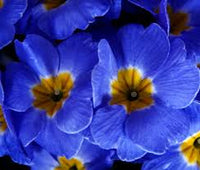 hell Blau Primel Herbst Blumensamen zur Aussaat ideal Rabatten Traditionssorte & ohne Gentechnik Samen Hausgarten