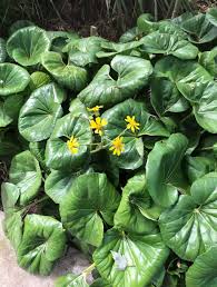 Farfugium Japonicum Blumensamen zur Aussaat – Garten beliebt – Traditionssorte & ohne Gentechnik Samen Hausgarten