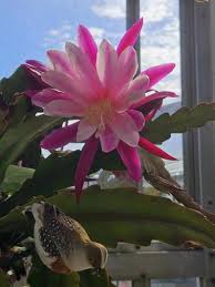 Weiß Violett Epiphyllum Blumensamen zur Aussaat ideal Rabatten Traditionssorte & ohne Gentechnik Samen Hausgarten