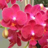 Rot Orchidee Blumensamen zur Aussaat saisonal Dauerblüher Traditionssorte & ohne Gentechnik Samen Hausgarten