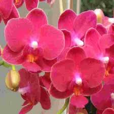 Rot Orchidee Blumensamen zur Aussaat saisonal Dauerblüher Traditionssorte & ohne Gentechnik Samen Hausgarten