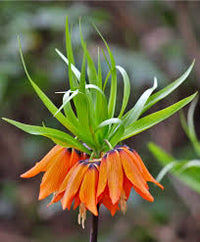Bordeaux Crown Imperial Blumensamen – farbenfroh Schau Traditionssorte & ohne Gentechnik Hausgarten
