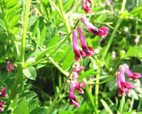Lila Vetch Blumensamen zur Aussaat – ideal Rabatten – Traditionssorte & ohne Gentechnik Samen Hausgarten