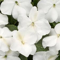 Weiß Springkraut Blumensamen zur Aussaat leuchtend Blüten Traditionssorte & ohne Gentechnik Samen Hausgarten