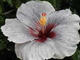 Ash Hibiskus Blumensamen – hochwertige Traditionssorte ohne Gentechnik Samen Hausgarten & leuchtend Blüten