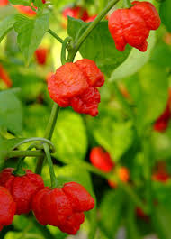 Rot Trinidad Scorpion Samen zum Pflanzen  Hot Pepper Variety