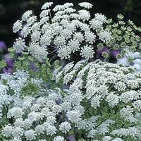 Queen Anne's Lace Weiß Blumensamen zur Aussaat – Landhaus Garten wichtig – Traditionssorte & ohne Gentechnik Samen Hausgarten