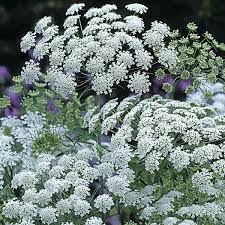 Queen Anne's Lace Weiß Blumensamen zur Aussaat – Landhaus Garten wichtig – Traditionssorte & ohne Gentechnik Samen Hausgarten