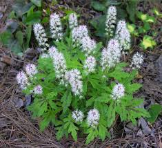 Weiß Tiarella Foam Blumensamen zur Aussaat – kompakt Wuchs – Traditionssorte & ohne Gentechnik Samen Hausgarten