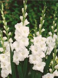 Weiß Gladiole Blumensamen Wildblume Mischung Traditionssorte & ohne Gentechnik Samen Hausgarten