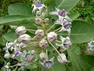 Calotropis Blumensamen zur Aussaat – Drought verträglich – Traditionssorte & ohne Gentechnik Samen Hausgarten