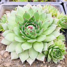 Grün Succulent Blumensamen zur Aussaat – Halbschatten verträglich Traditionssorte & ohne Gentechnik Samen Hausgarten