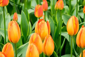 Orange Tulpe Blumensamen zur Aussaat robust Sorte Traditionssorte & ohne Gentechnik Samen Hausgarten