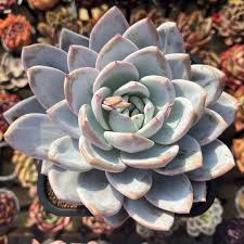 Grey Succulent Blumensamen zur Aussaat Drought verträglich Traditionssorte & ohne Gentechnik Samen Hausgarten