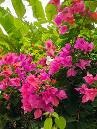 Brick Rosa Drillingsblume Blumensamen zur Aussaat – lang Blüte Saison Traditionssorte & ohne Gentechnik Samen Hausgarten