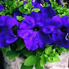 Blau Mandevilla Sanderi Blumensamen zur Aussaat – Landhaus Garten wichtig – Traditionssorte & ohne Gentechnik Samen Hausgarten