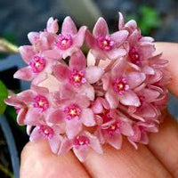 leuchtend Rosa Hoya Blumensamen zur Aussaat Halbschatten verträglich Traditionssorte & ohne Gentechnik Samen Hausgarten