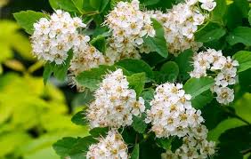 Grün Prachtspiere Blumensamen zur Aussaat duftend Blüten Traditionssorte & ohne Gentechnik Samen Hausgarten