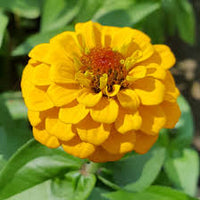 Gelb Rot Zinnie Blumensamen zur Aussaat – Schnitt Blume beliebt – Traditionssorte & ohne Gentechnik Samen Hausgarten