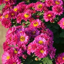 Dutch Chrysantheme Blumensamen zur Aussaat – ideal Rabatten – Traditionssorte & ohne Gentechnik Samen Hausgarten
