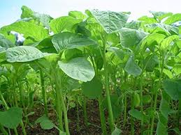 Green Callaloo Gemüse Planting Samen