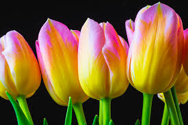 Gelb Rosa Tulpe Blumensamen sonnenliebend Traditionssorte & ohne Gentechnik Samen Hausgarten
