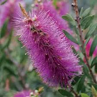 Lila Callistemon Blumensamen zur Aussaat pflegeleicht Traditionssorte & ohne Gentechnik Samen Hausgarten