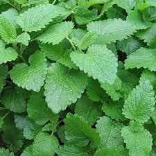 Zitronenmelisse Samen Melissa officinalis