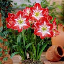 Rot Weiß Ritterstern Blumensamen zur Aussaat – hochwertige Qualitäts- – Traditionssorte & ohne Gentechnik Samen Hausgarten