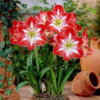 Rot Weiß Ritterstern Blumensamen zur Aussaat – hochwertige Qualitäts- – Traditionssorte & ohne Gentechnik Samen Hausgarten
