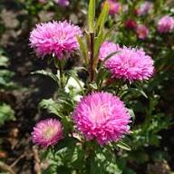 Indische Schönaster Samen zur Aussaat zur eigenen Anzucht von Gartenblumen