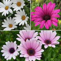 Kapkörbchen Blumensamen leuchtend mehrfarbige Blüten einfache Aussaat