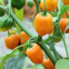 Mixed Habanero Samen zum Pflanzen  Perfect for Your Garden