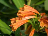 Clivia Samen Mischung fuer Zimmerpflanzen