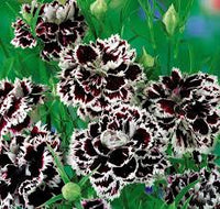 Nelke Schwarz Blumensamen zur Aussaat – ideal Rabatten – Traditionssorte & ohne Gentechnik Samen Hausgarten